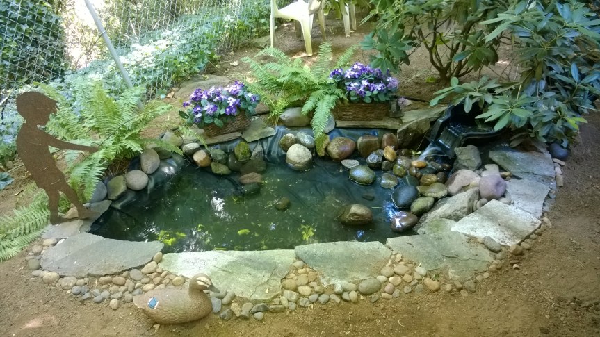 My Pond!