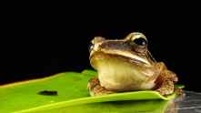 brown and gray frog on green leaf