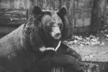 black and white photo of bear on wood